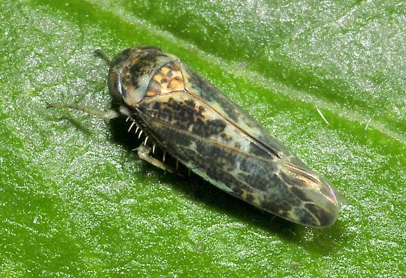 Allygus maculatus  dall'' Emilia Romagna